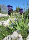 Iris germanica